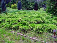 Juniperus media Pfitzeriana Aurea