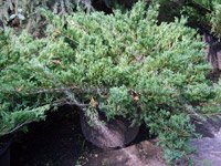 Juniperus sabina Glauca