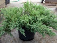 Juniperus sabina Rockery Gem