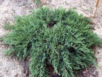 Juniperus Sabina Tamariscifolia