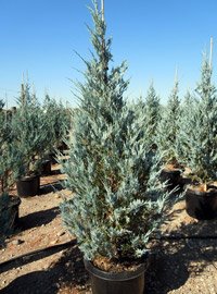 Juniperus scopulorum Moonglow