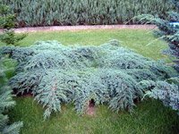 Juniperus squamata Blue Carpet