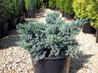 Juniperus squamata Blue Star