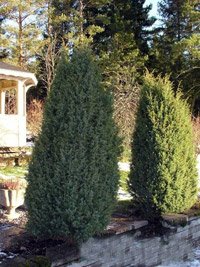 Juniperus virginiana Canaertii