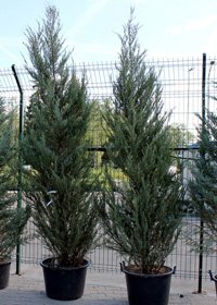 Juniperus virginiana Glauca