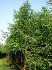 Larix decidua