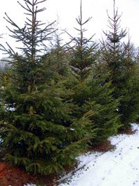 Picea abies