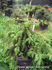 Picea abies Acrocona