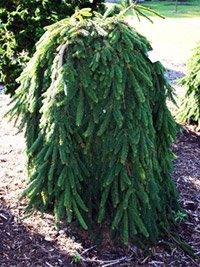 Picea abies Inversa