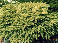 Picea abies Nidiformis