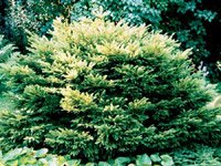 Picea abies Pumila