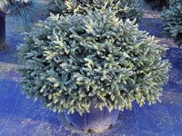 Picea abies Pumila Glauca