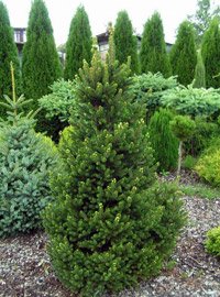 Picea abies Wills Zwerg