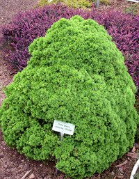 Picea glauca Alberta Globe