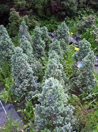 Picea glauca Blue Wonder