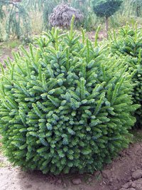 Picea omorika Nana