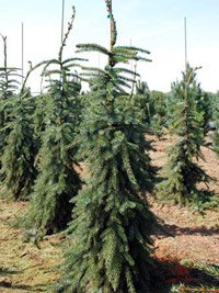 Picea omorika Pendula