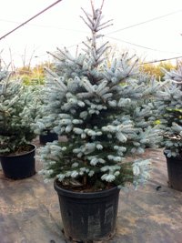 Picea pungens Edith