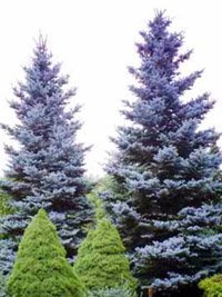 Picea pungens Glauca