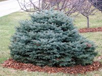 Picea pungens Glauca Globosa