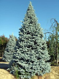 Picea pungens Hoopsii