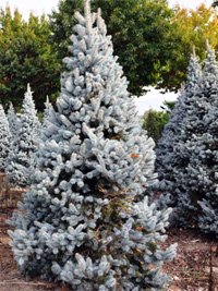 Picea pungens Iseli Fastigiata