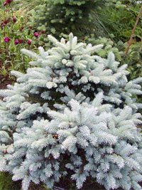 Picea pungens Montgomery