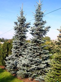 Picea pungens Oldenburg