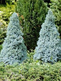 Picea сanadensis Sanders Blue