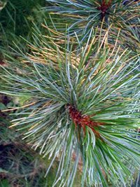 Pinus cembra