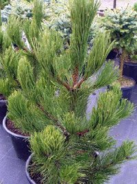 Pinus leucodermis Satellit