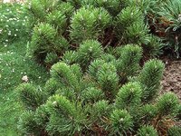 Pinus Mugo