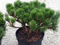 Pinus mugo Gnom