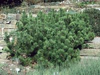 Pinus mugo Mughus