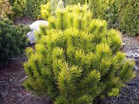 Pinus mugo Winter Gold