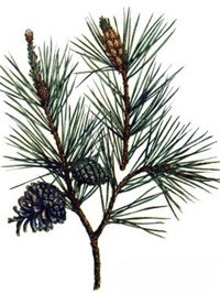 Pinus sylvestris