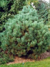 Pinus sylvestris Watereri