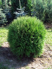 Thuja occidentalis Globosa