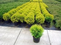 Thuja occidentalis Golden Globe