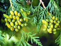 Thuja occidentalis Smaragd