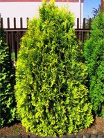 Thuja occidentalis Sunkist