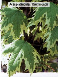 Acer platanoides Drummondii