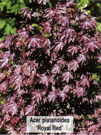 Acer platanoides Royal Red