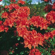 Azalea hybrids Fanal