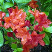 Azalea hybrids Feuerwerk