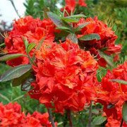 Azalea hybrids Fireball