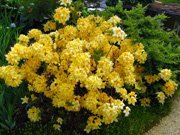 Azalea hybrids Golden Sunset