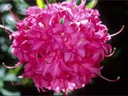 Azalea hybrids Homebush