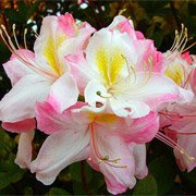 Azalea hybrids Satomi