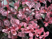 Berberis thunbergii Pink Queen